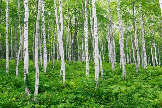 The UK Gin Industry Could Be Under Threat From Invasive Plant Disease