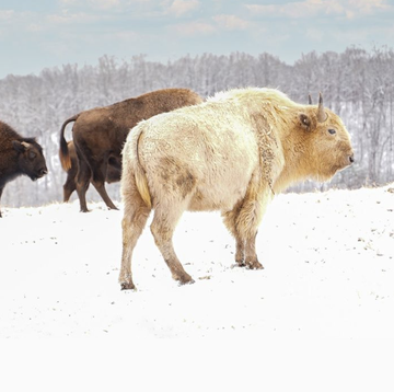 white bison ozark mountains