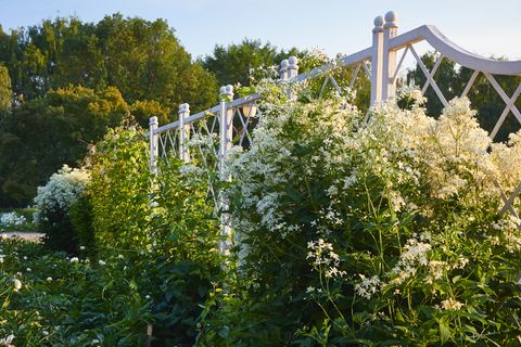 white bush flowers at the white garden fence at sunset