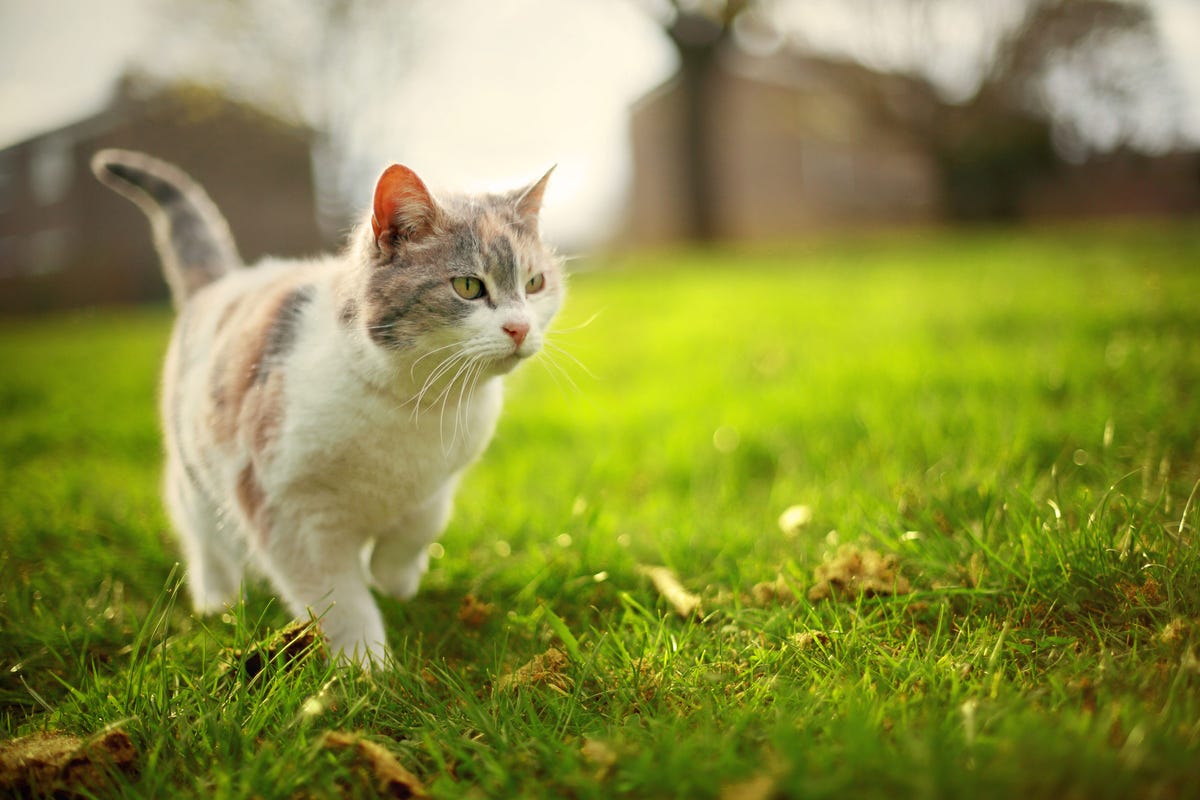 Cat owners react to banning cats from public parks