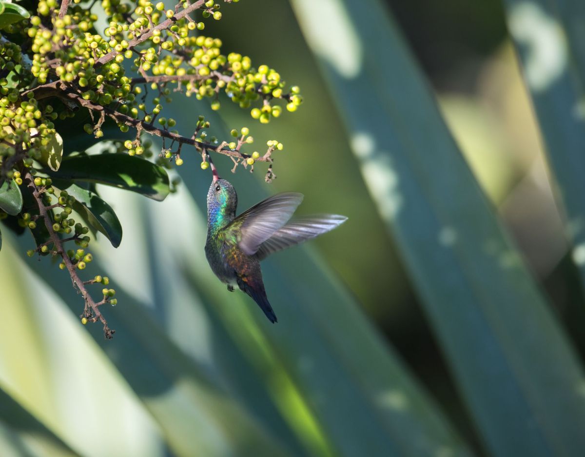 Een witkinsaffierkolibrie die alleen in het noorden van ZuidAmerika voorkomt voedt zich met de nectar van een bloem