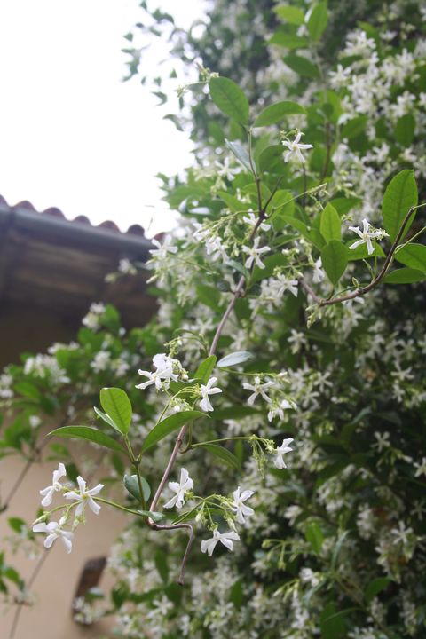 white climber star jasmine in bloom