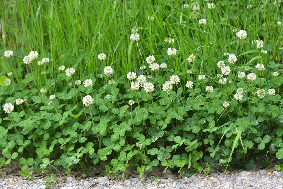 white clover blooms