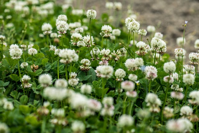 Controlling White Clover: How To Get Rid Of White Clover