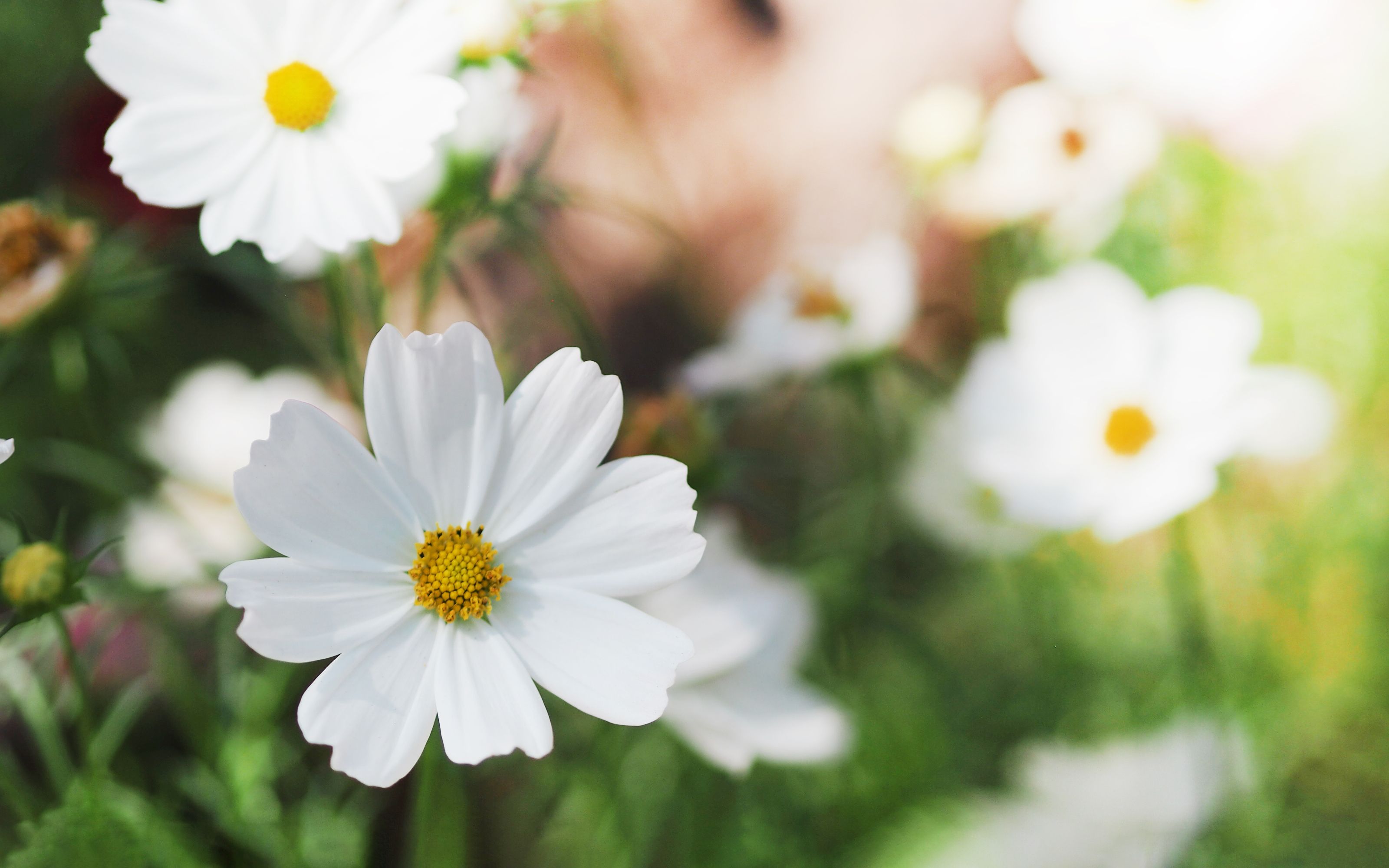 30 Stunning White Flowers to Plant in Your Garden