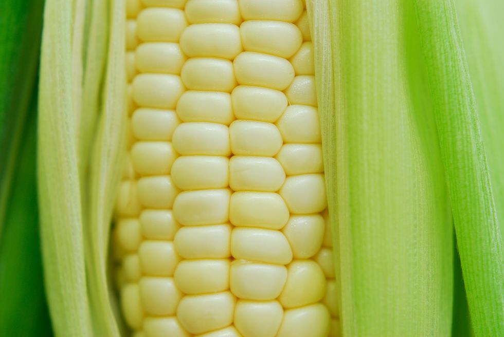 white corn in husk