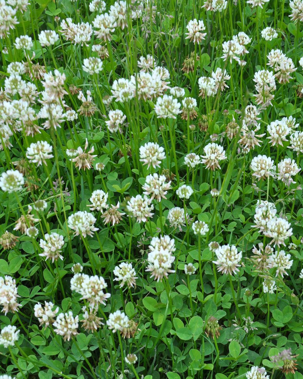 common weeds white clover