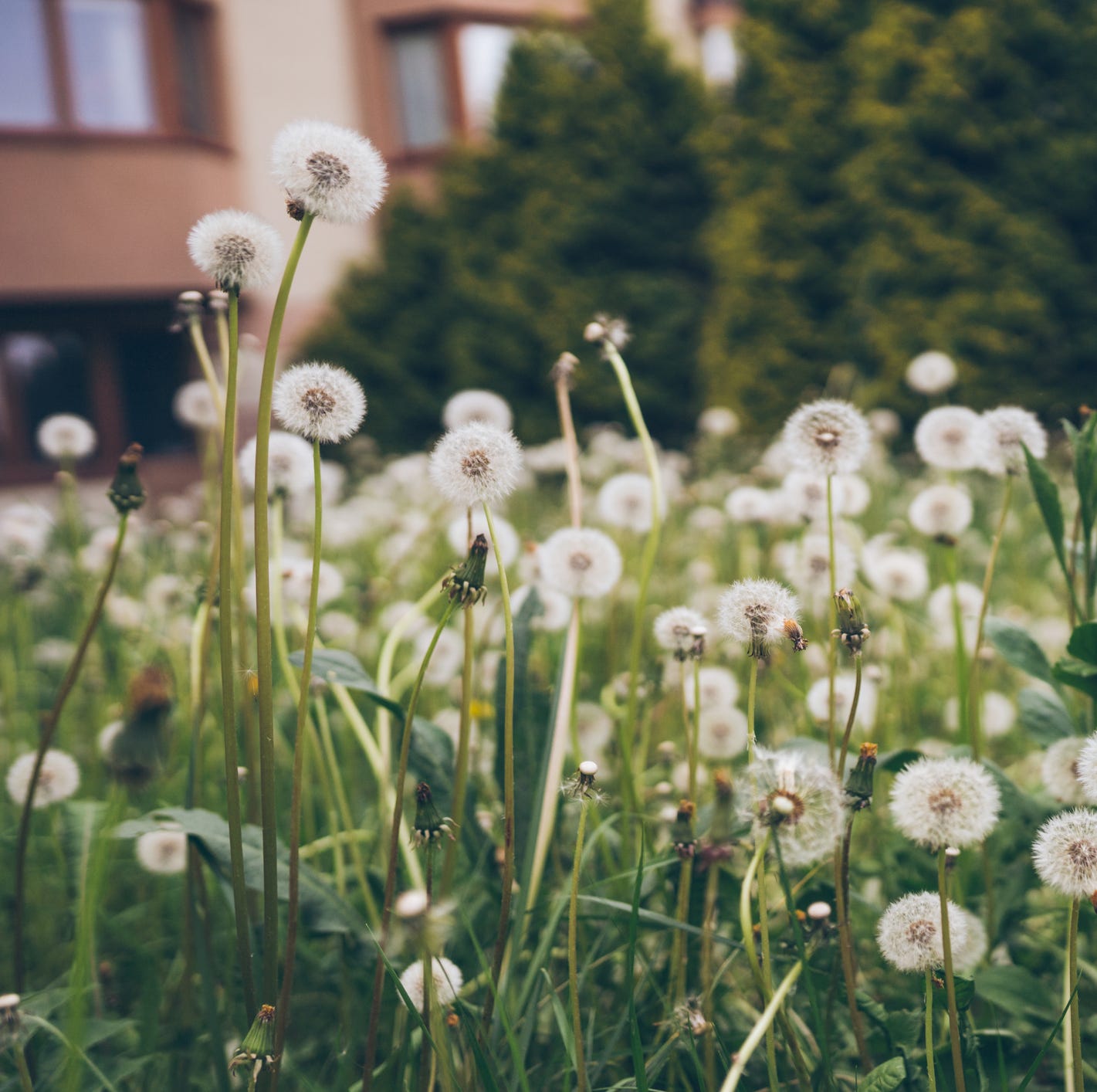 How to Kill the 25 Most Common Weeds Taking Over Your Lawn