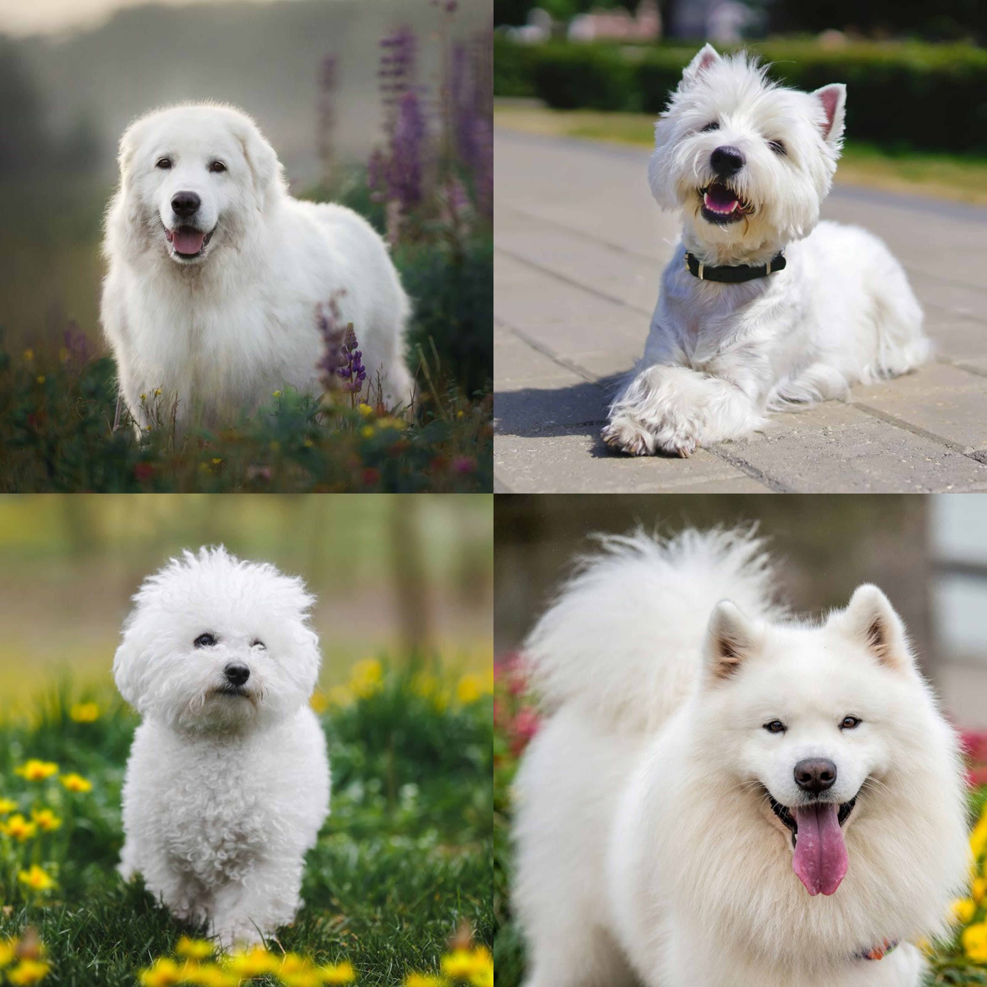 what dog breeds are all white