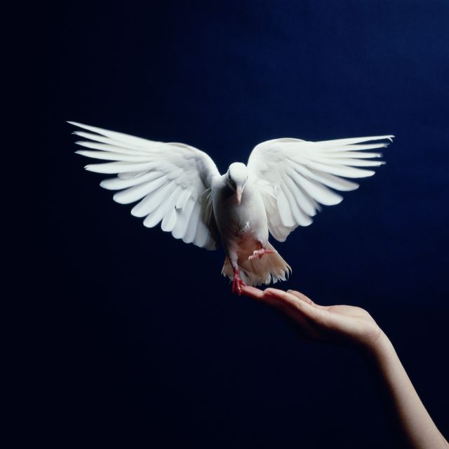 white dove flying from hand, blue background