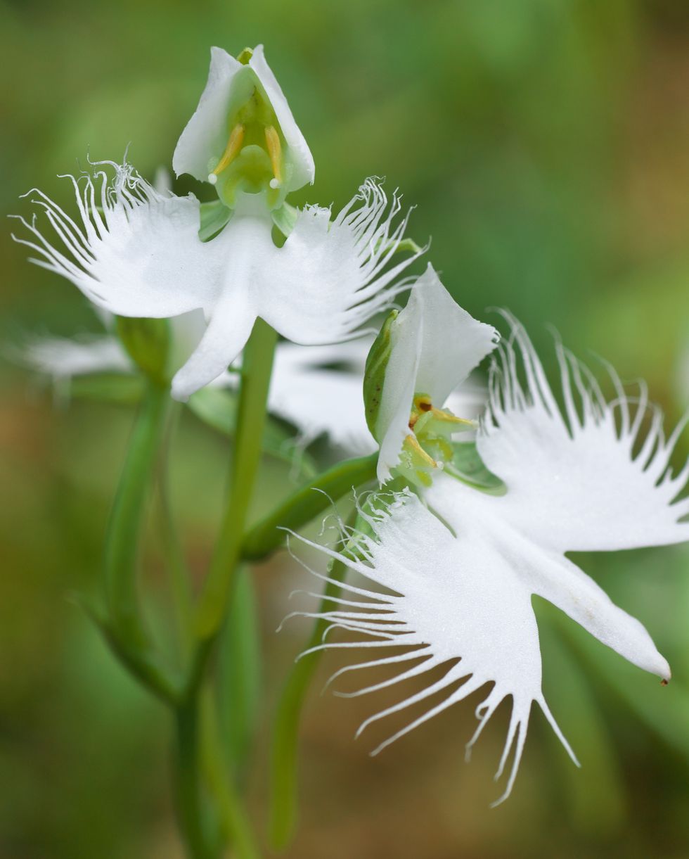 fringed white egret orchid