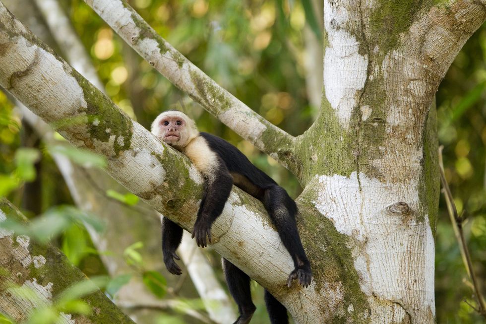 white faced capuchin , costa rica