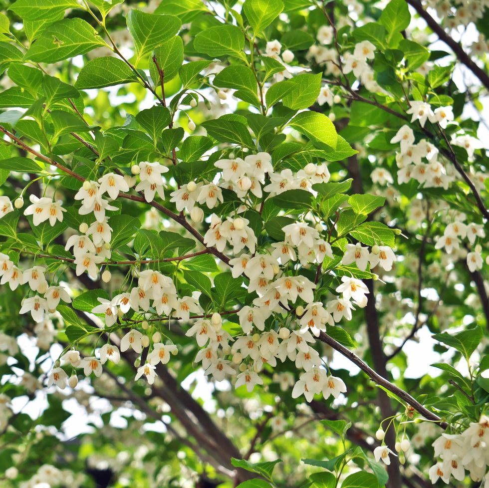 white flower of the japanese storax