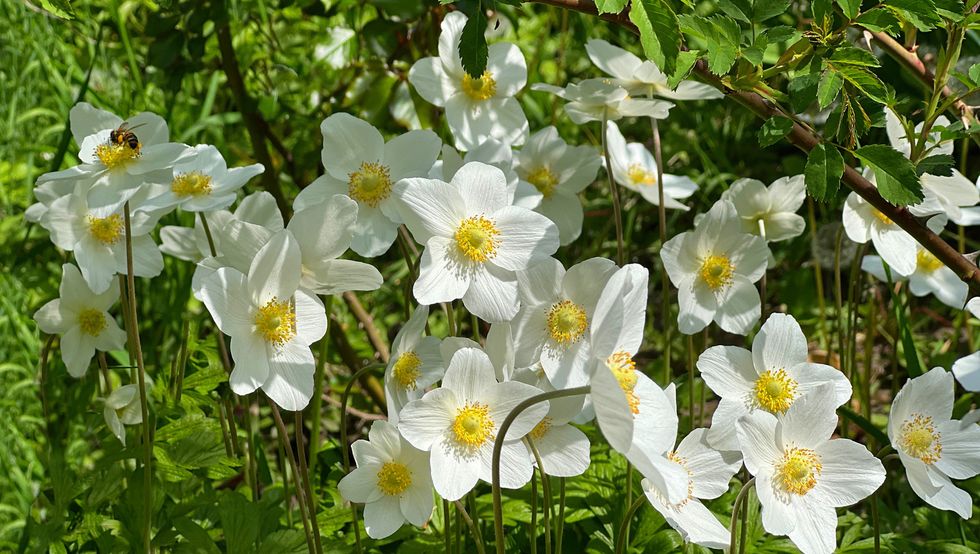 white flowers anemone sylvestris, snowdrop anemone, windflowers