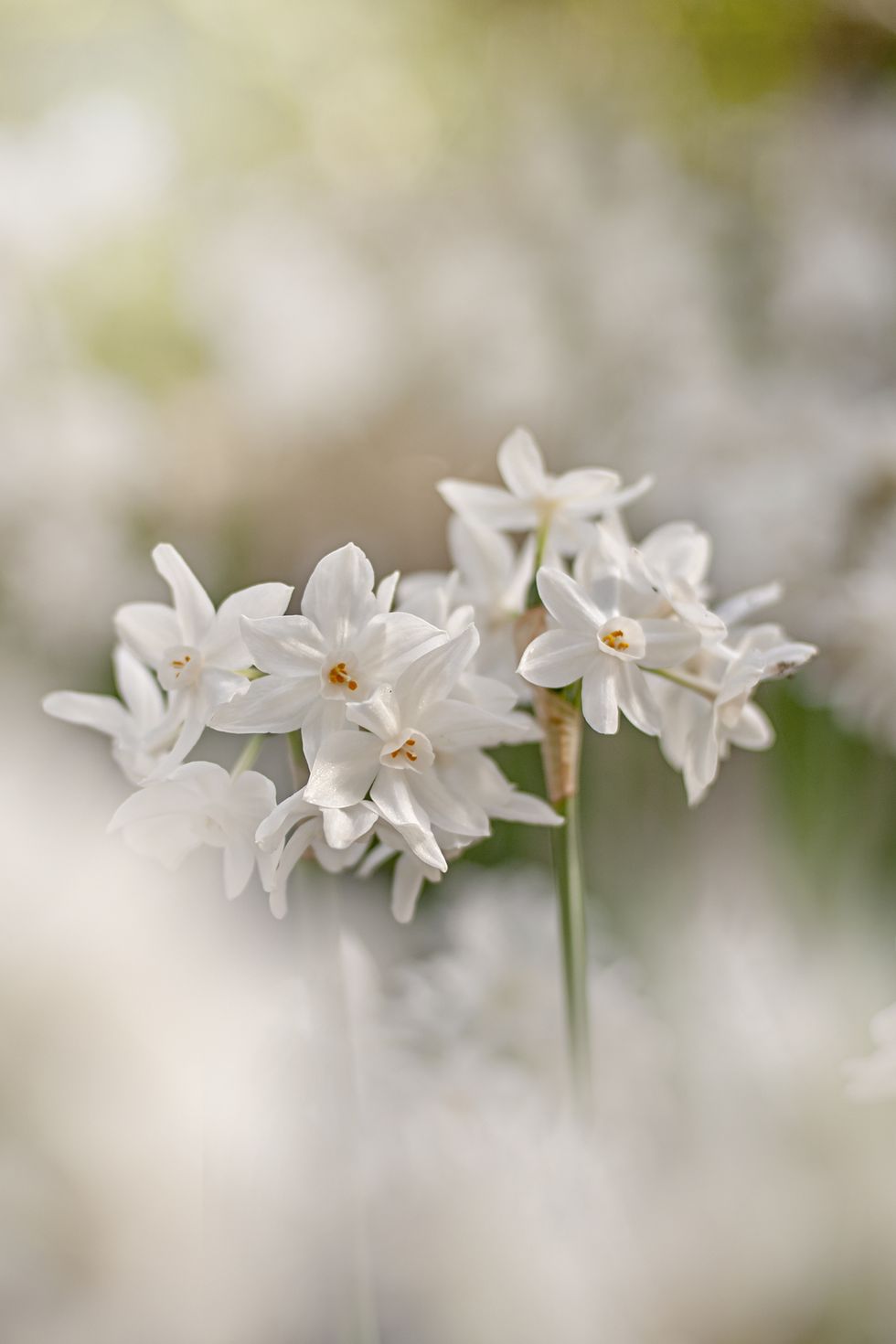 closeup image of the beautiful, scented, spring flowering paperwhite narcissus daffodil flowers