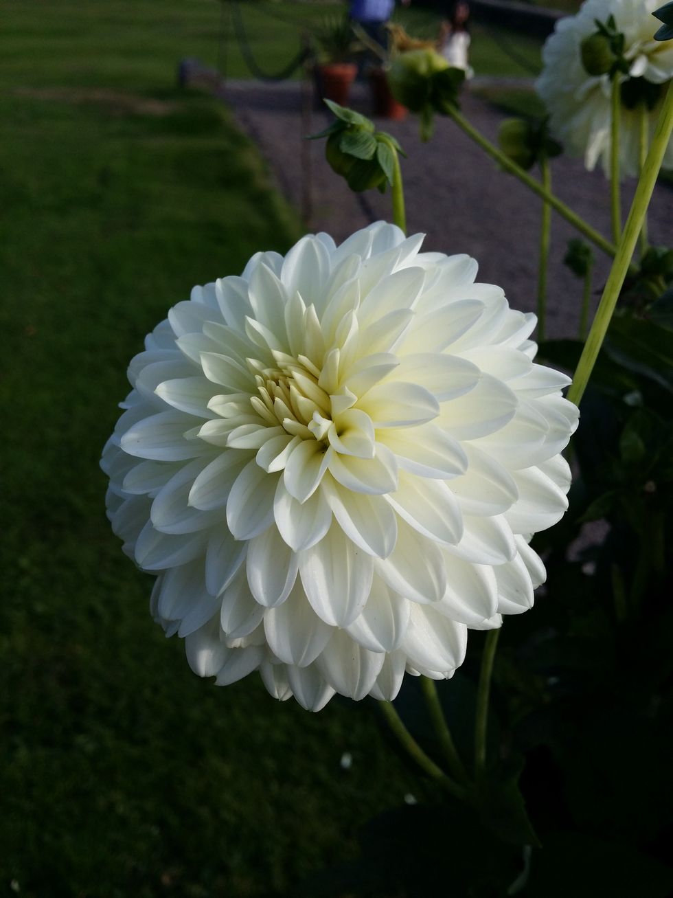 white dahlia blooming in park