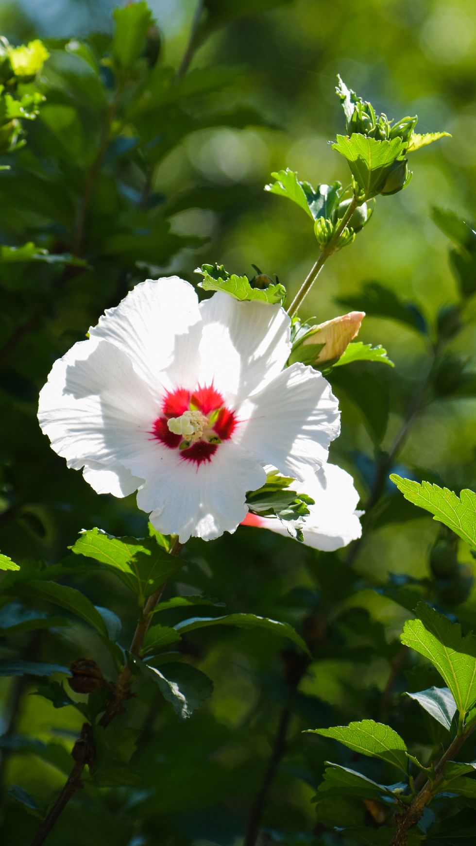 closeup of white hibiscus flower