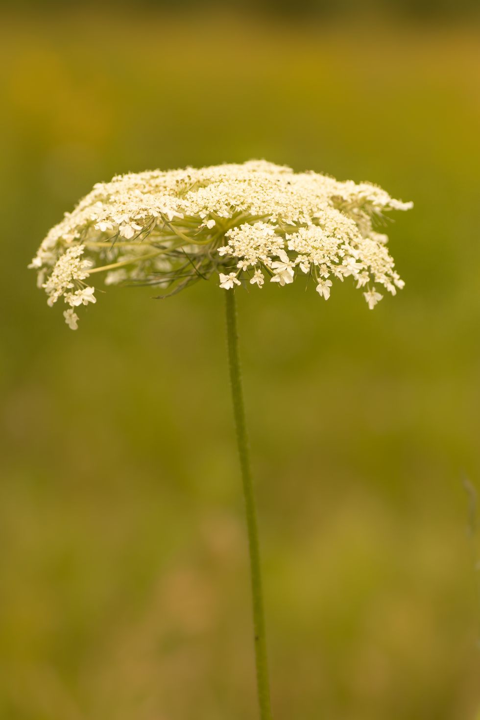 close up image of a queen anne’s lace flower on a defocused green background