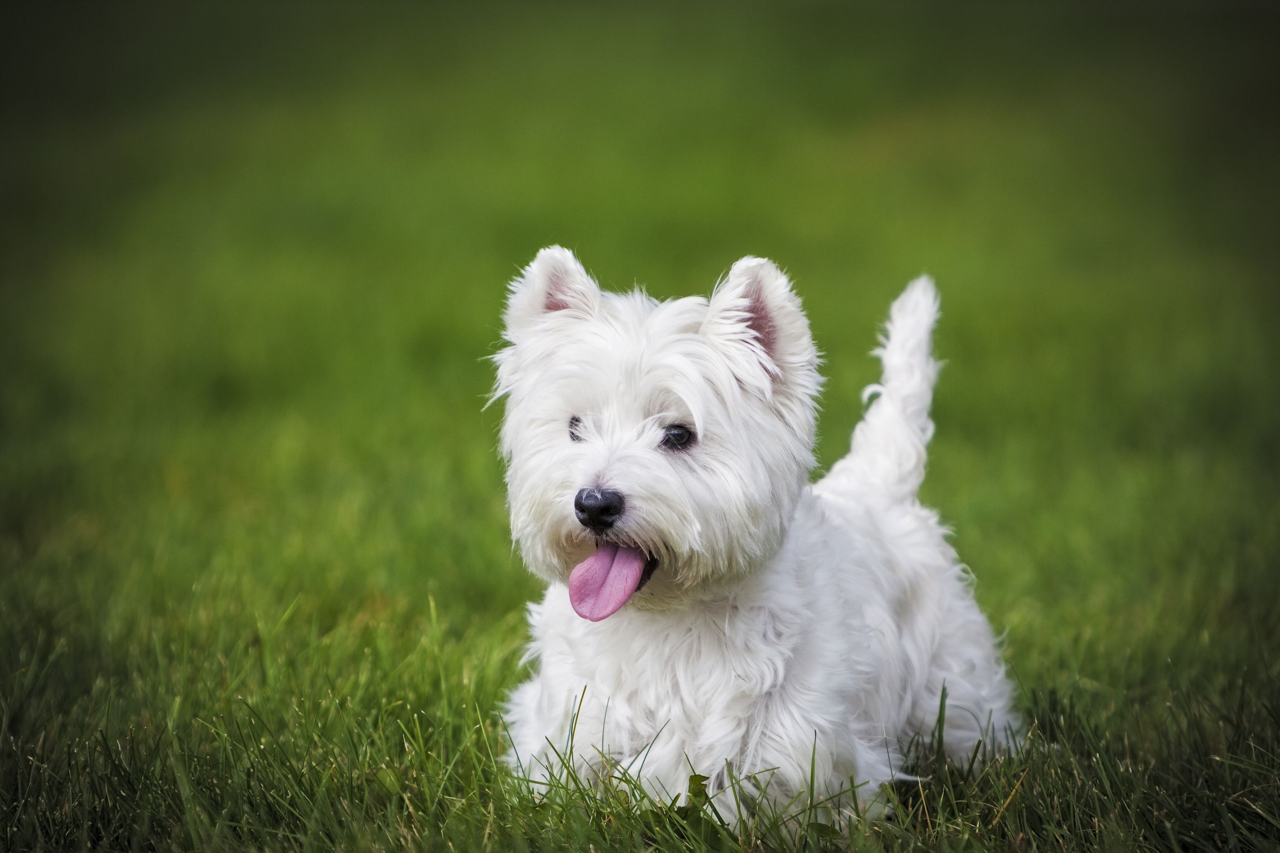 Most terrier fashion breeds