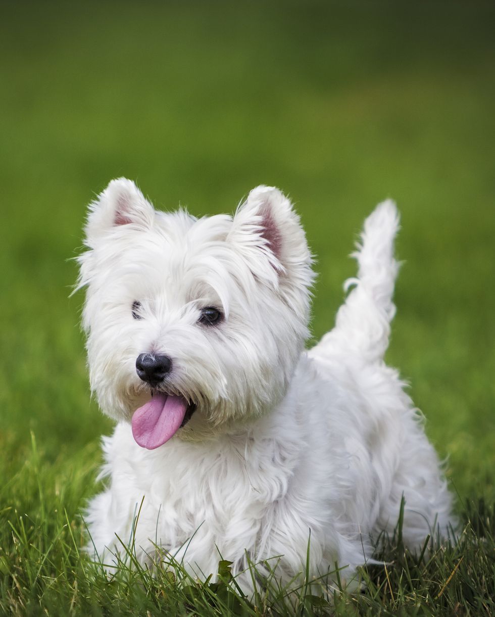 a westie playing in a backyard with her tongue out tired from running west highland white terrier