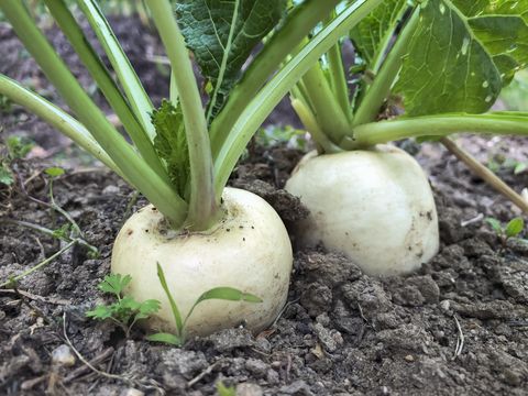 container gardening vegetables turnip