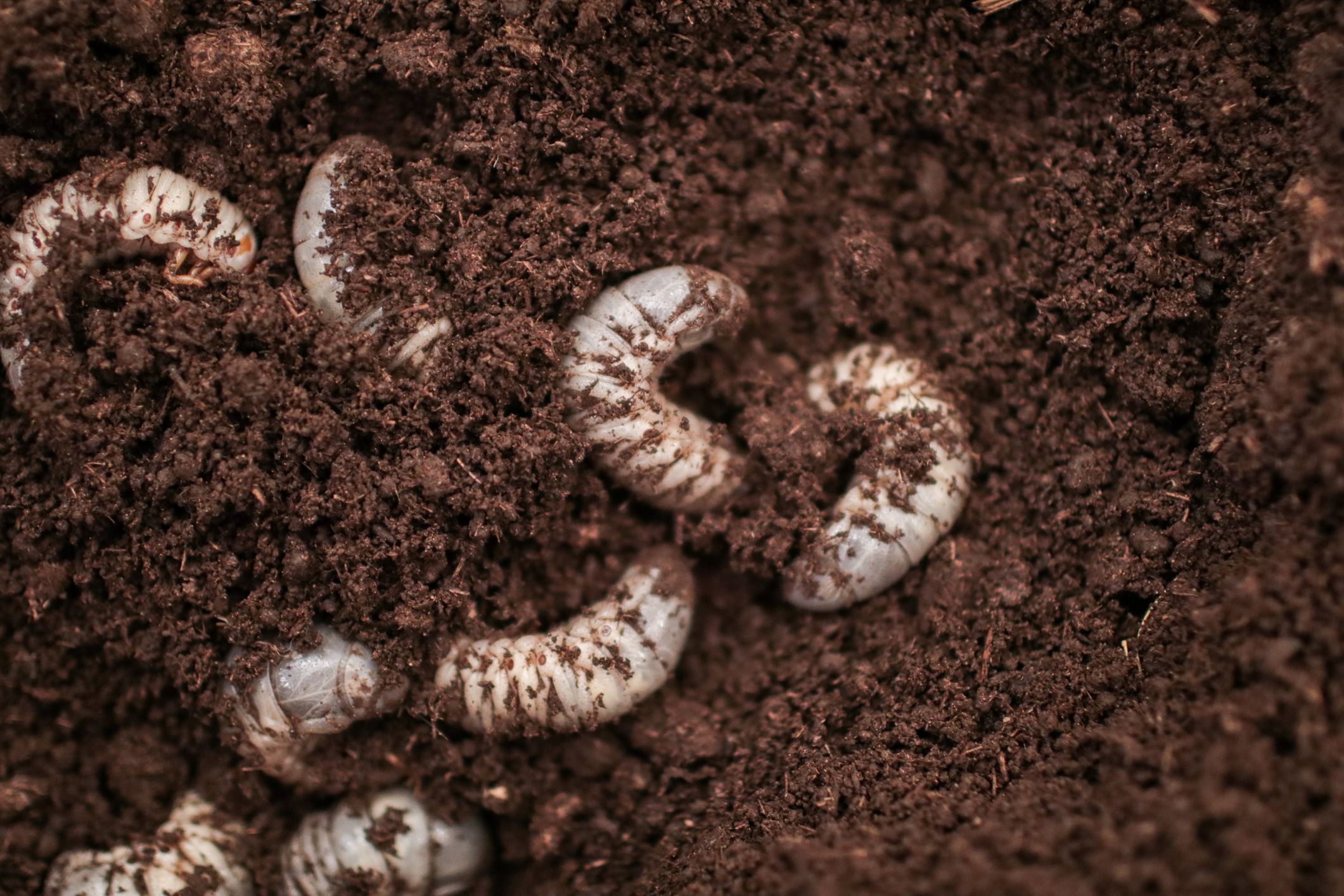 white larvae of otiorhynchus on soil many of them e royalty free image 1684442634 Are June Bugs Harmful? What Specialists Need You to Know Earlier than Beetle Season