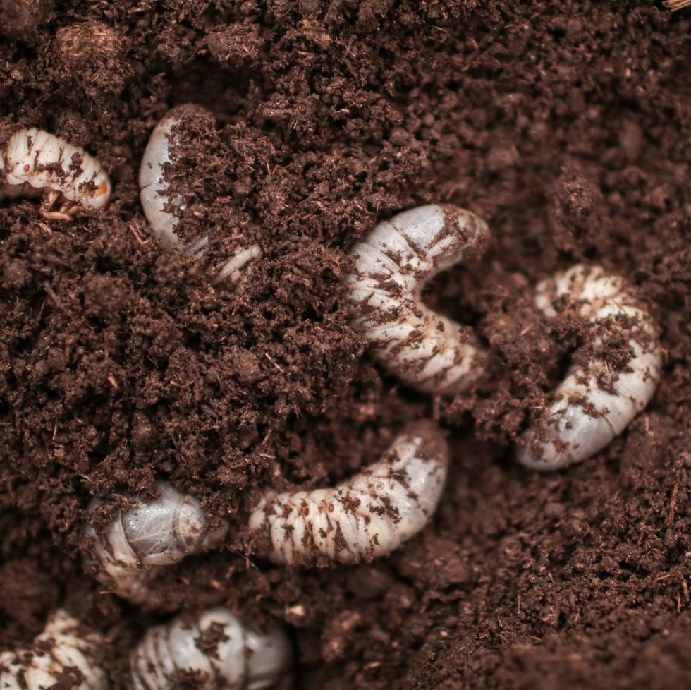 white larvae in soil