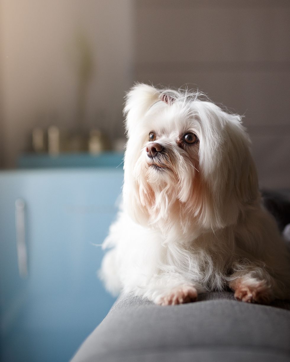 best small dog breeds lhasa apso