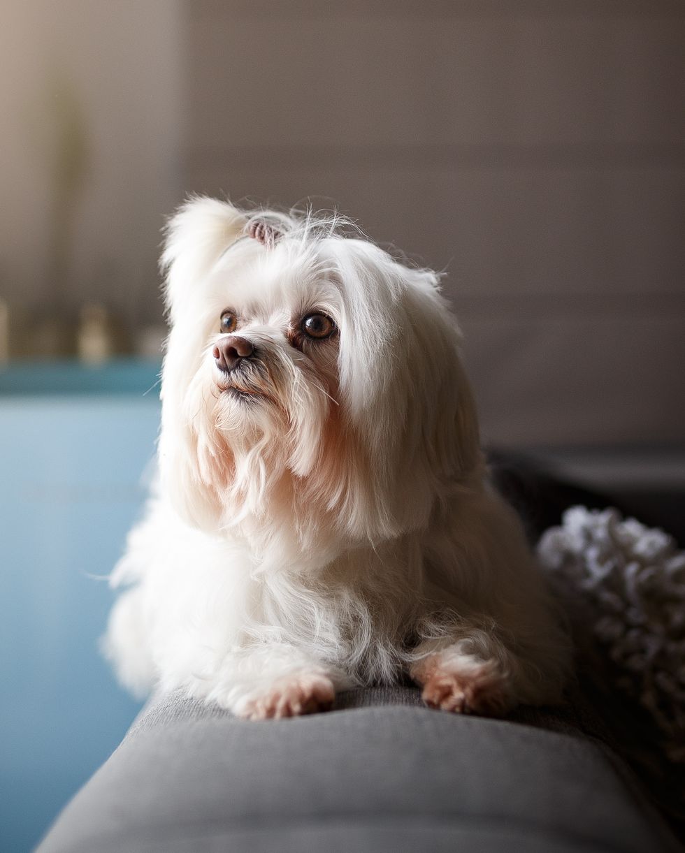 50 Best Small Dog Breeds — Cute and Popular Small Dog Breeds