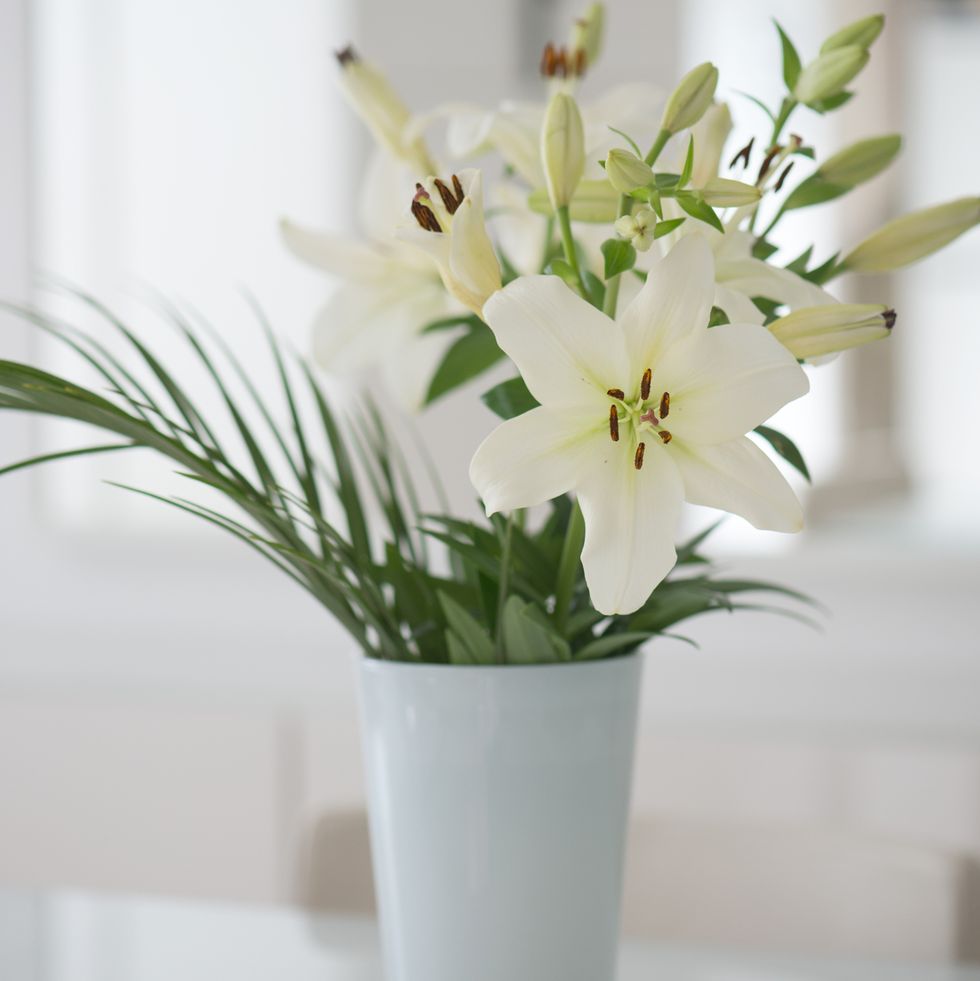 white lily flower in a vase