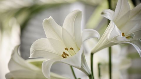 preview for Easter Lilies Could Be Deadly to Your Cat
