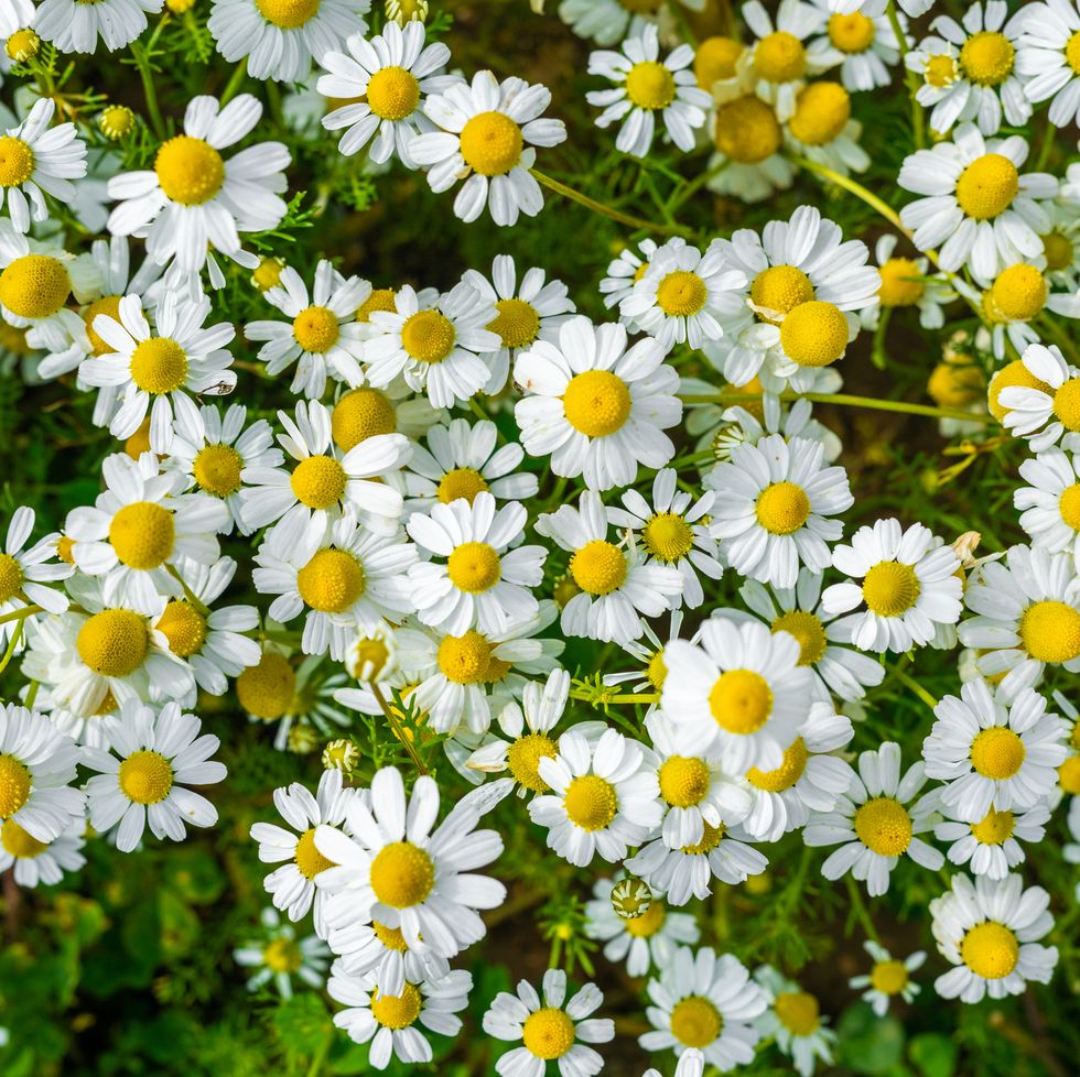 chamomile