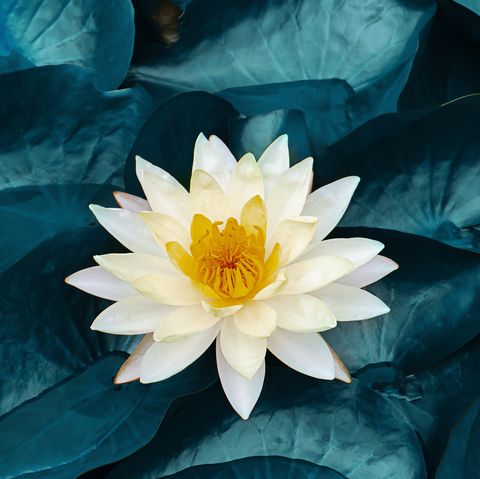 white lotus water lily blooming on water surface