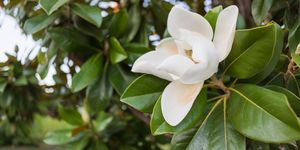 White magnolia flower circled by the green leaves
