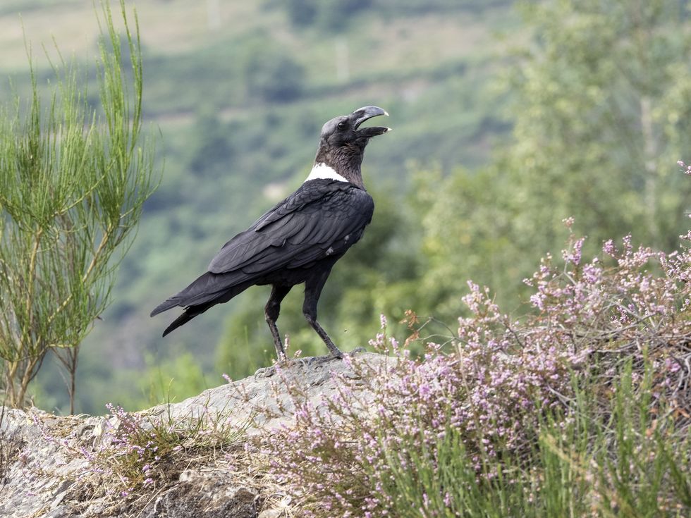 White-necked Raven (Corvus albicollis), perched on a rock