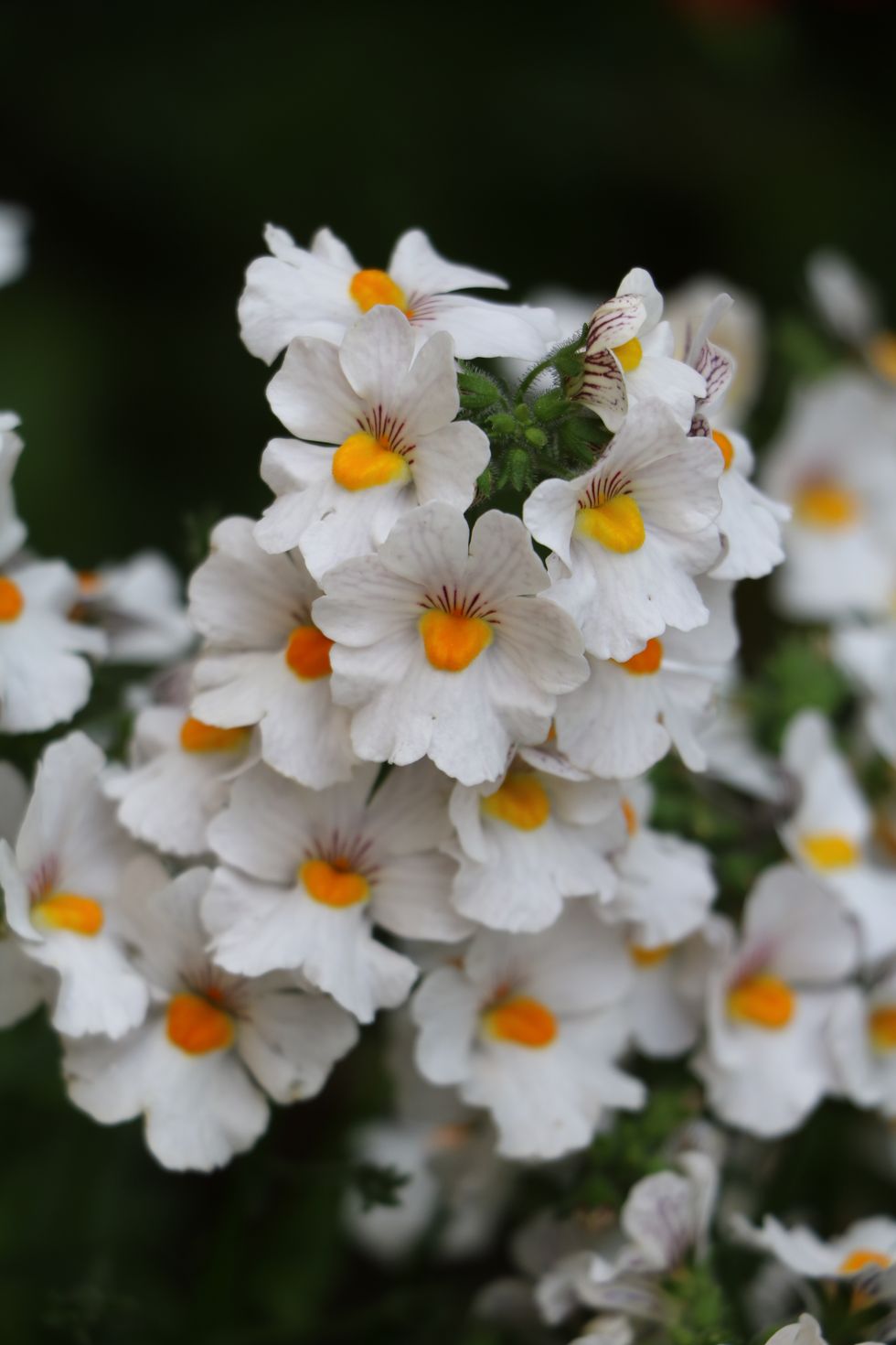 White Nemesia flowers