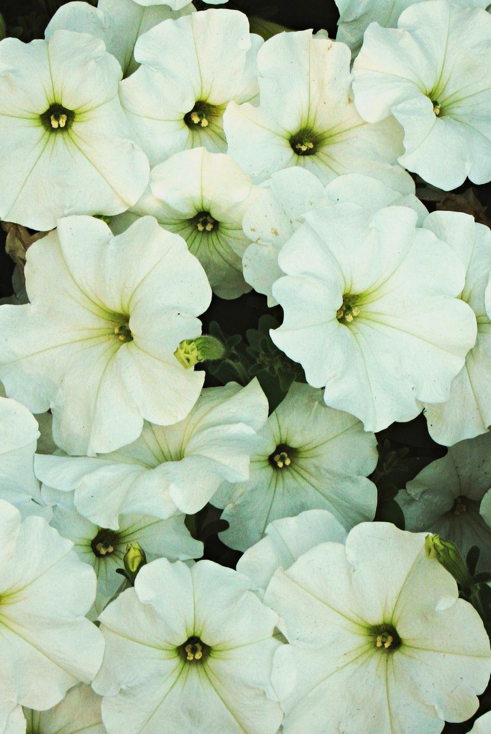 White petunias
