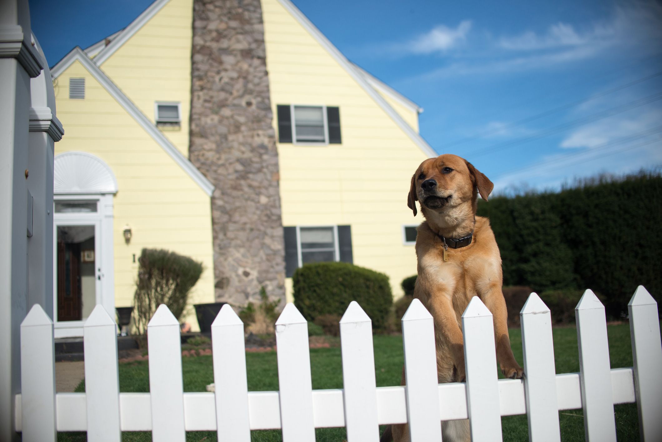 White picket hotsell dog fence