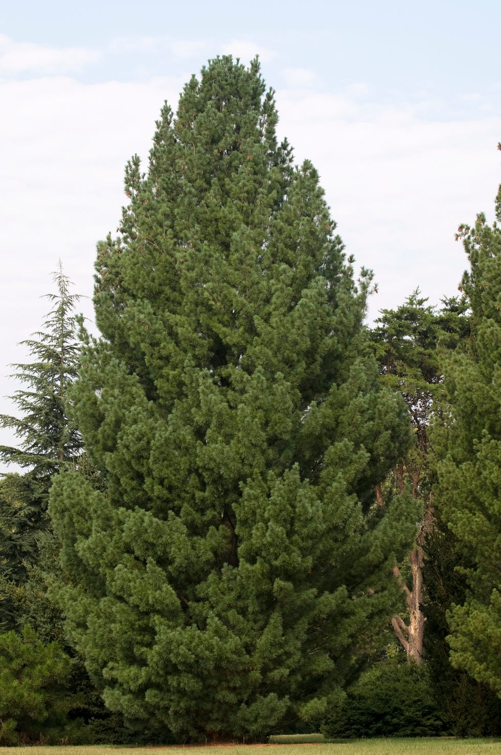 White pine, Strobium