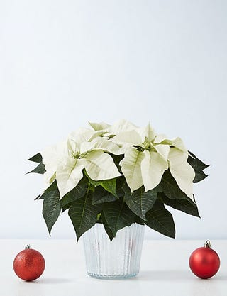 Poinsettia care