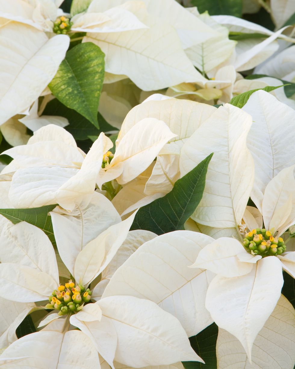 a grouping of white poinsettias fill the frame to create a natural holiday background selective focus is on the foreground