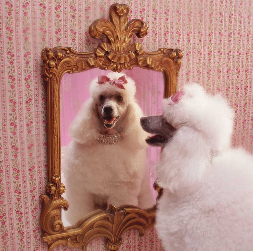 white poodle with reflection in  mirror in pink dressing room