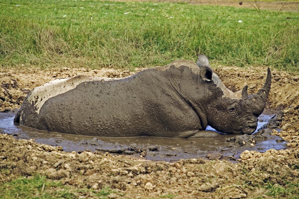 White Rhino, Ceratotherium simum, taking mud bath to protect skin and rid body of parasites. Lake Nakuru National Park Kenya. Dist. Localised: Southern and East Africa