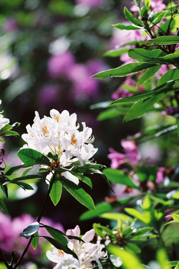 25 Beautiful Flowering Shrubs Best