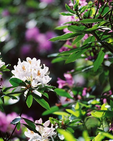 white rhodedendron flowering shrub