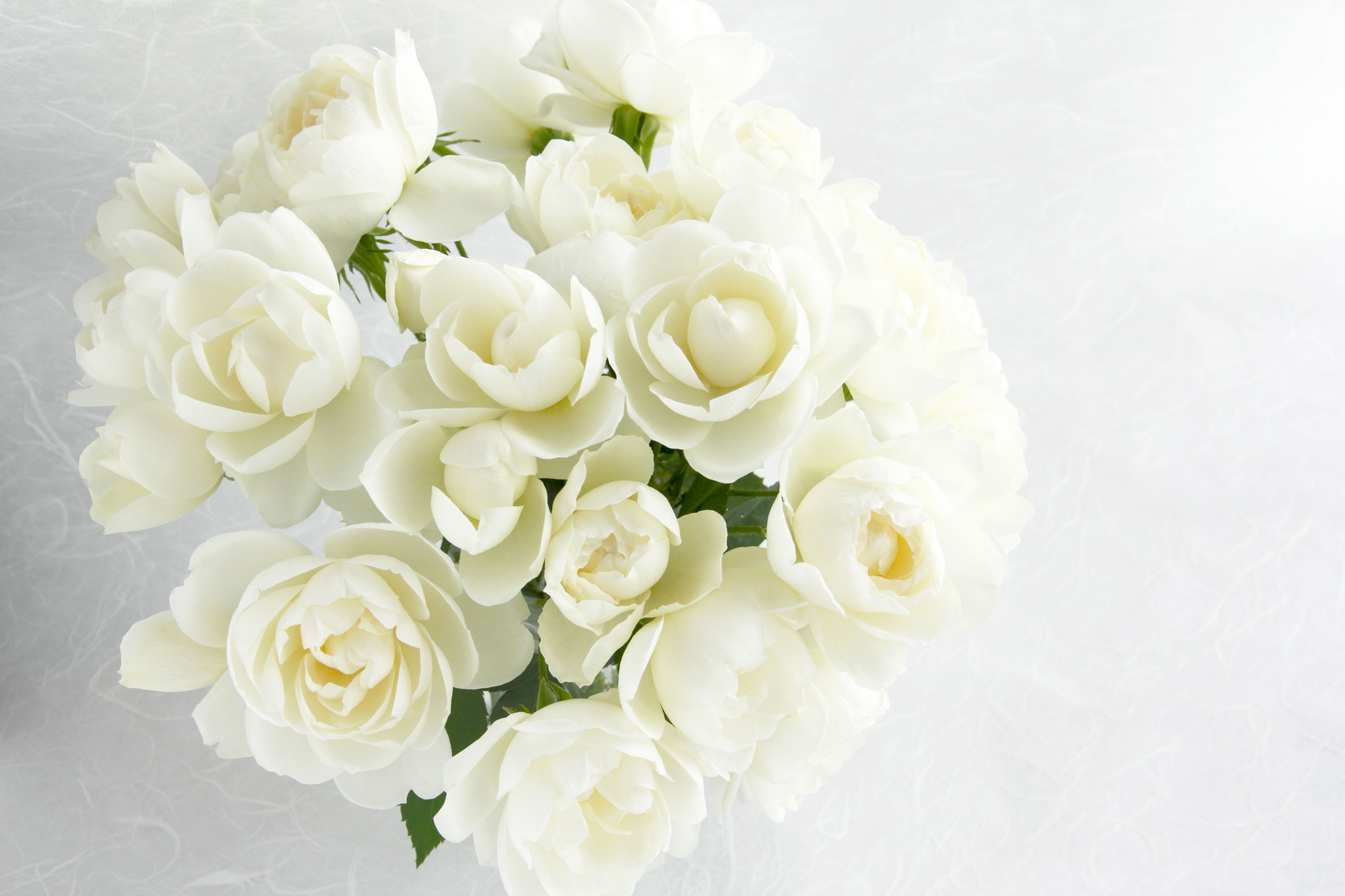 What White Roses Mean and How to Grow Them