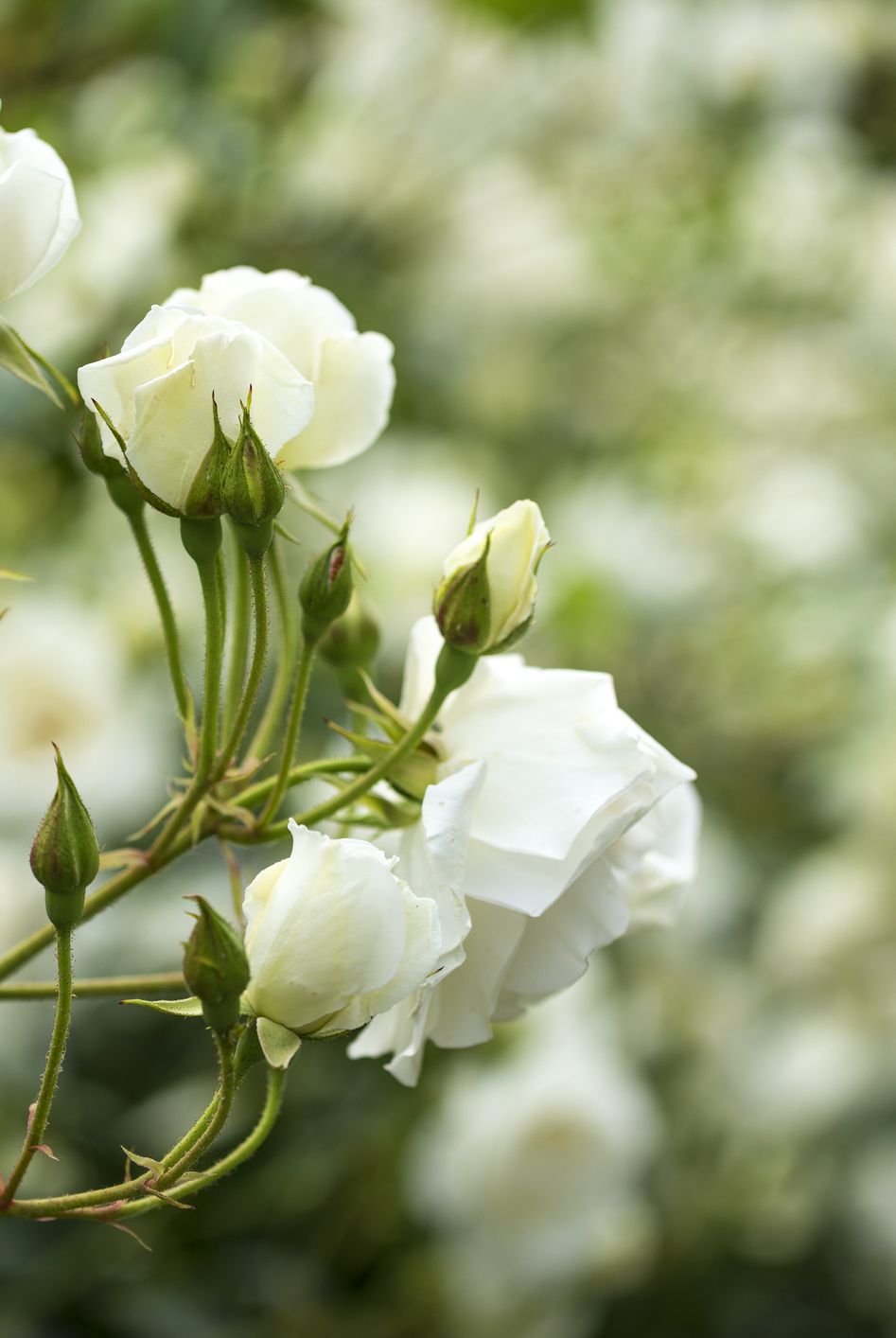 White roses bush close up