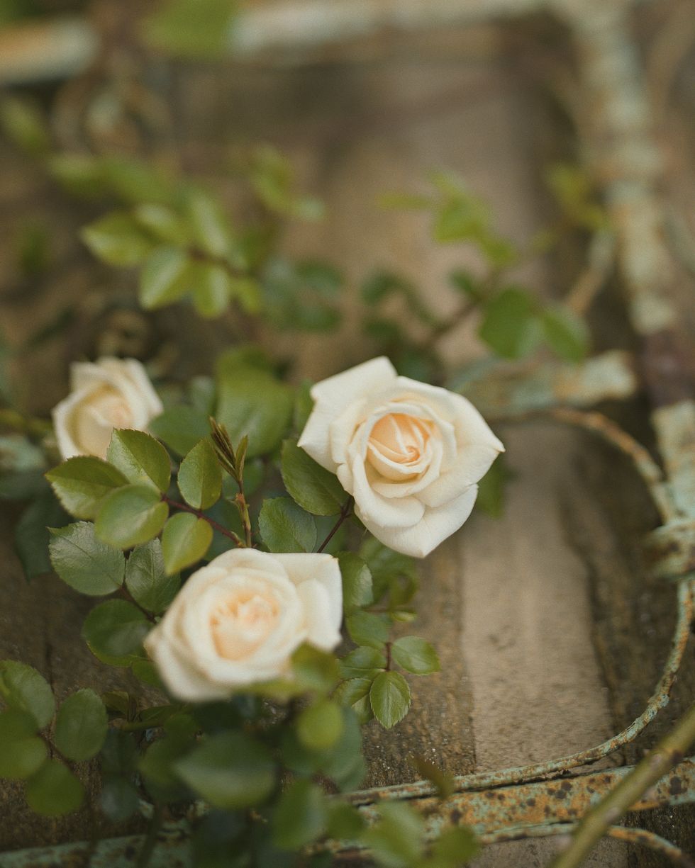 white roses growing on a trellis
