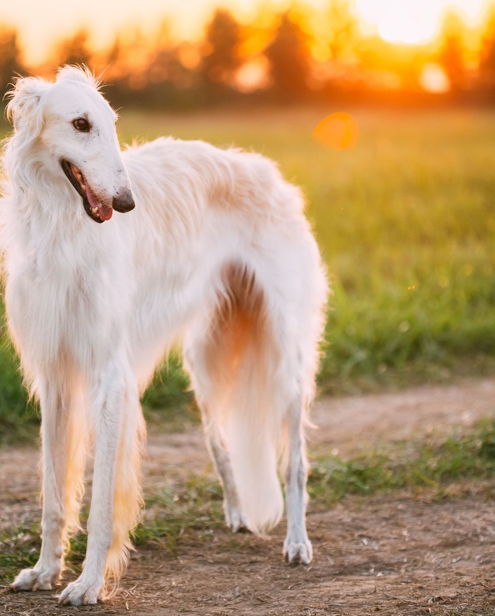 best large breed dogs borzoi