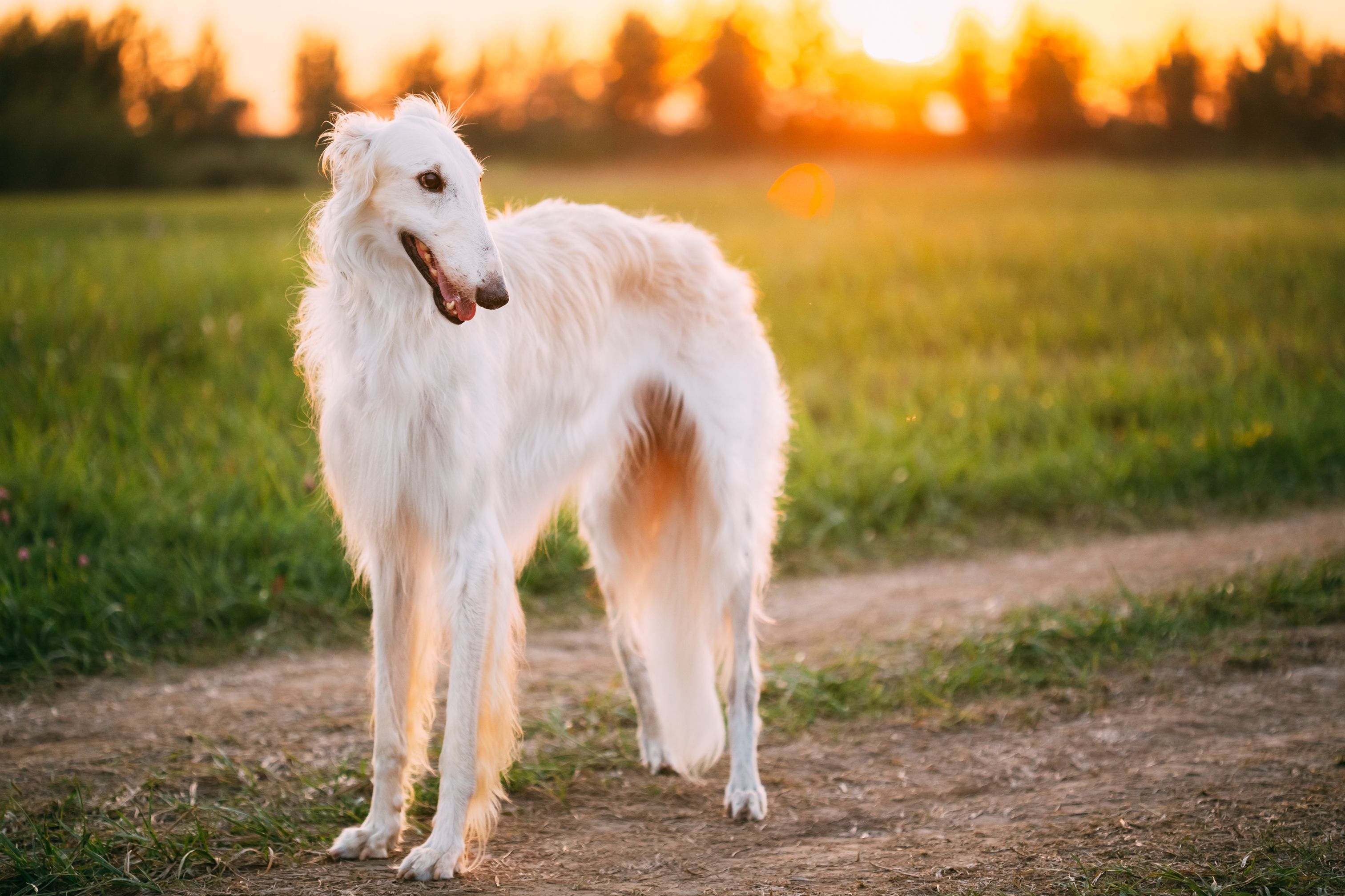 Top 40 Largest Dog Breeds with Photos